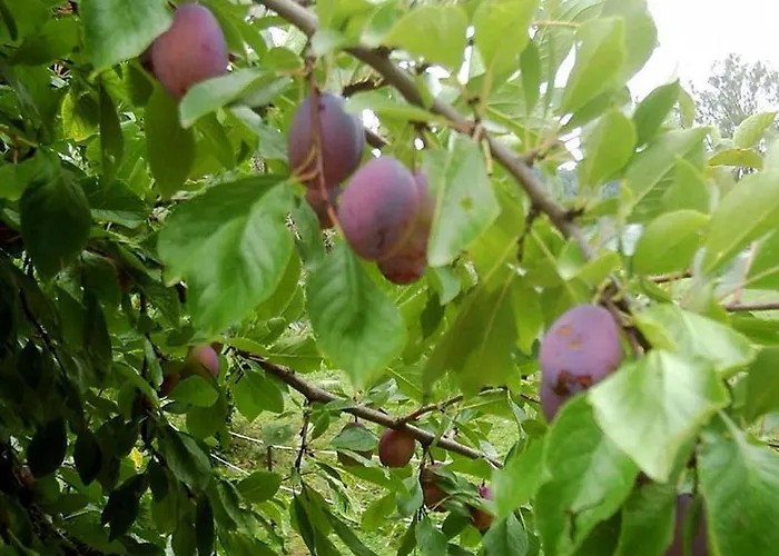 Kyriad Direct Agen ホテル